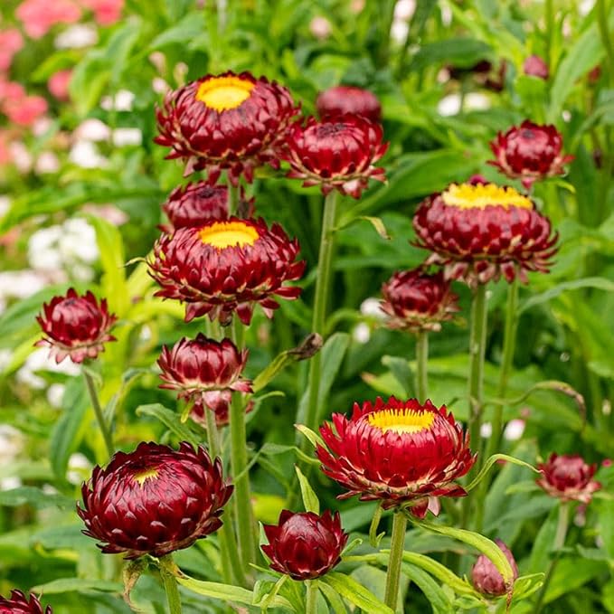 2500+ Perennial Mixed Strawflower Flower Seeds for Planting Outdoors-Attracts Bees&Butterflies Fragrant Butterfly