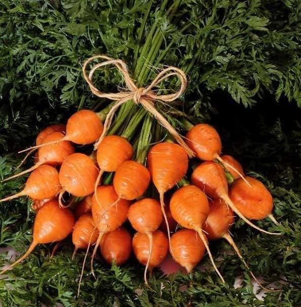 KIRA SEEDS - Seeds Carrot Paris Market - Heirloom Vegetable - GMO Free