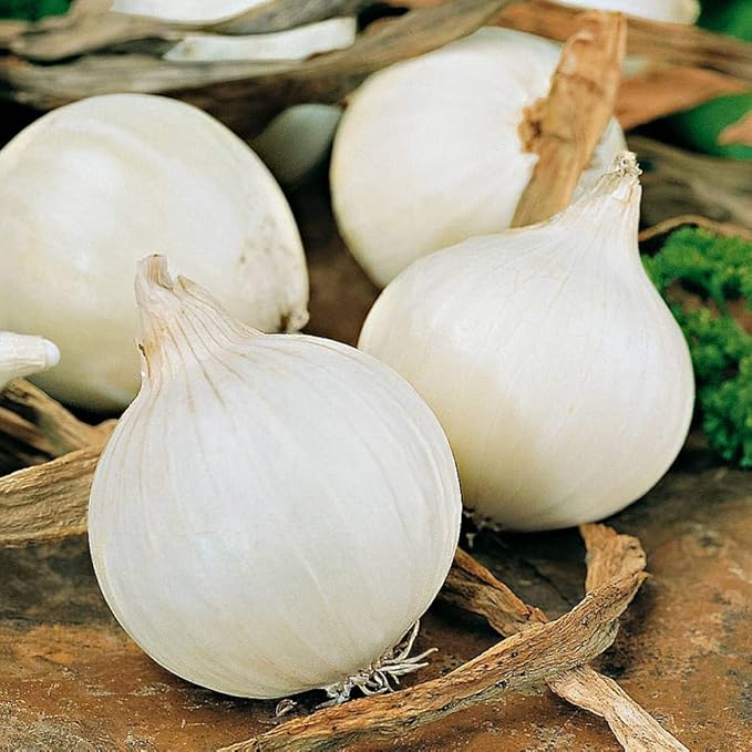 Seeds Vegetable Onion Snow White - 300 Seeds