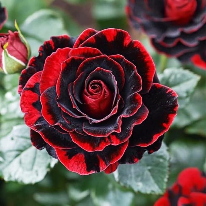 285+ Mixed Double Rose Seeds for Planting - Portulaca Grandiflora, Heat/Drought-Tolerant Explosive Blooms, Ideal for Gardens & Containers, Flower Seeds