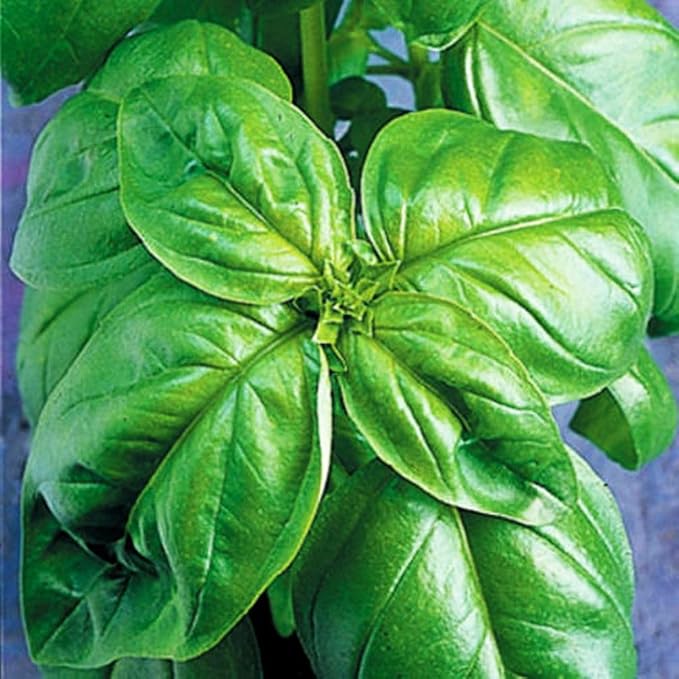 500+ Pcs Large Basil Seed Collection for Planting -Sweet, Opal, Thai, and Giant Leaf Basil - Non-GMO Heirloom Grow Indoors or Outdoor (Genovese Basil)