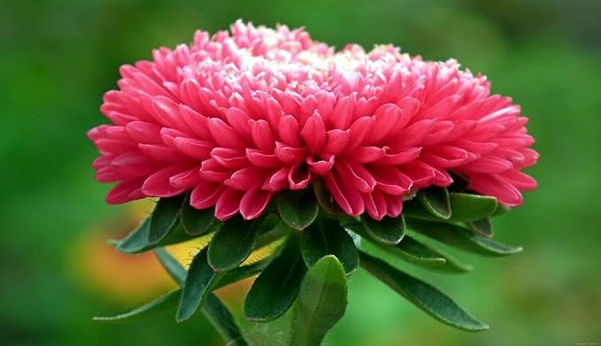 Seeds Flowers Aster Winter Cherry Annual - 100 Seeds