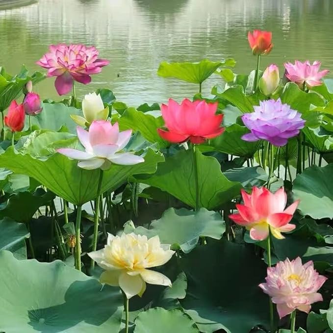 10PCS Bonsai Lotus Seeds for Planting - Mixed Colors Water Lily Flower Seeds