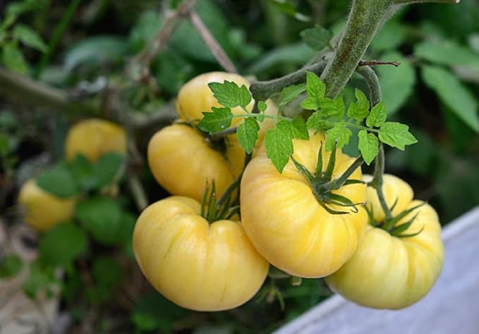 NIKA SEEDS - Seeds Vegetable Tomato Great White - 25 Seeds