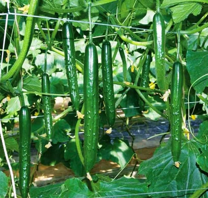 SeedsUP - 10+ Seeds Indoor Cucumber Zozula F1 Self-Pollinating - Vegetable Green