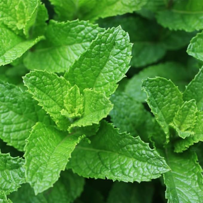 Spearmint Plants Live Indoors Outdoors, Mint Plant Seeds, Herb Plants Live in Pot, Fresh Herb Mint Plant, Fresh Mint Plant, Potted Mint