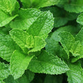 Spearmint Plants Live Indoors Outdoors, Mint Plant Seeds, Herb Plants Live in Pot, Fresh Herb Mint Plant, Fresh Mint Plant, Potted Mint