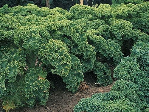 300+ Seeds Kale Bush Dinosaur Giant Cabbage - Vegetable Green
