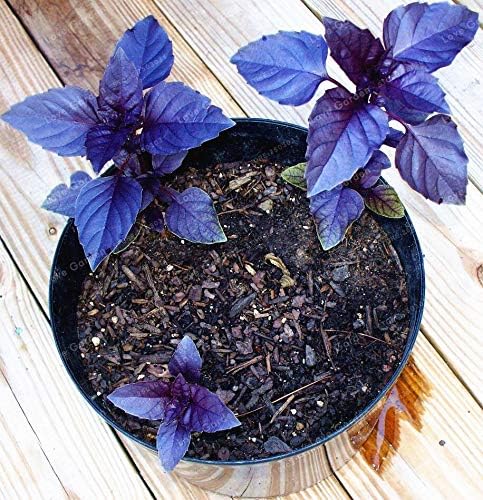Seeds Indoor Purple Basil in Pot Heirloom Herb for Planting Non GMO