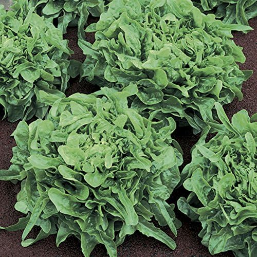 Park Seed Lettuce Salad Mix Edible Plant Seeds – AAS-Winning Sandy Oakleaf Lettuce, Compact and Bolt-Resistant for Containers and Garden Beds, Great Taste in Any Climate, Pack of 1000