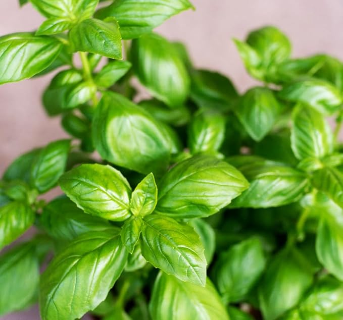 500+ Pcs Large Basil Seed Collection for Planting -Sweet, Opal, Thai, and Giant Leaf Basil - Non-GMO Heirloom Grow Indoors or Outdoor (Sweet Basil)