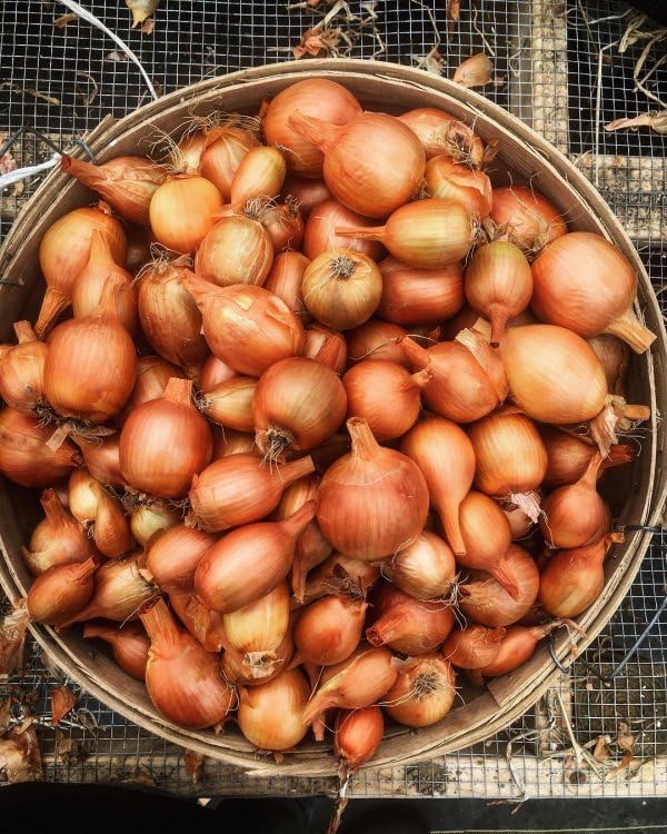 Simply Seed™ - Sweet Yellow Onion Bulbs - Naturally Grown - Non GMO - Grow Anywhere - American Raised