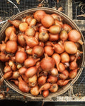 Simply Seed™ - Sweet Yellow Onion Bulbs - Naturally Grown - Non GMO - Grow Anywhere - American Raised