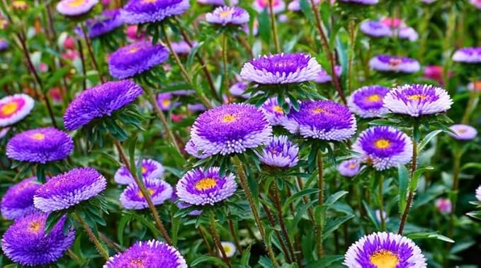 Aster Pompon Flowers Mix Seeds Dwarf Colorful Carpet Mix Low Grow Dwarf Double Compact Non-GMO 50pcs