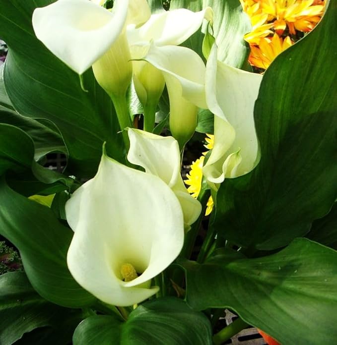 100 pcs White Pink Red Purple Calla Lily Seeds Beautiful Flowers Mix Color Perennial Plant Planting