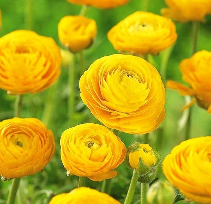 Mixed Peony Ranunculus Bulbs- Persian Buttercup -10 Corms Bulbs Flowering Blooms Perennial Bulbous Root Garden Plant (Yellow)