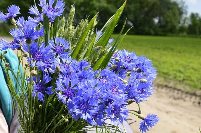 2000 Cornflower Seeds for Planting, Bachelor Button Blue Flower Seeds, Flower Seeds to Plant Outside, Perennial Wildflower Seeds