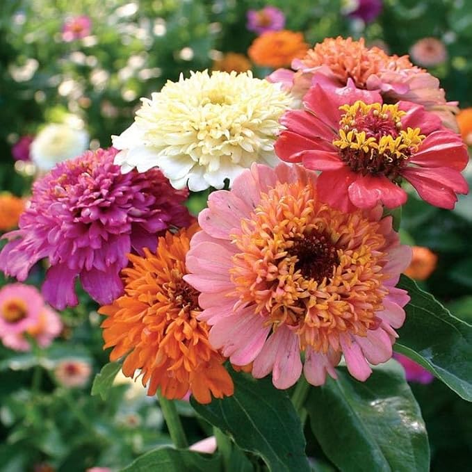 Park Seed 'Candy Mix' Zinnia Seeds – Pack of 250 Seeds, Bright Pompon Blooms in Mixed Colors, Non-GMO, Butterfly-Attracting, Long-Lasting Cut Flowers, Easy to Grow Annual