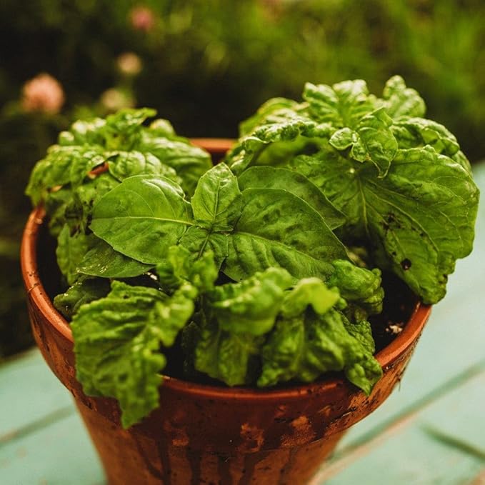 Sweet Mammoth Basil - 250 Seeds - Lettuce Leaf Basil Variety, Large Basil Leaves Great for Pesto & Tomato Basil, Non-GMO Heirloom Basil Seeds for Planting in The Home Garden, Thresh Seed Company