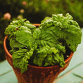 Sweet Mammoth Basil - 250 Seeds - Lettuce Leaf Basil Variety, Large Basil Leaves Great for Pesto & Tomato Basil, Non-GMO Heirloom Basil Seeds for Planting in The Home Garden, Thresh Seed Company