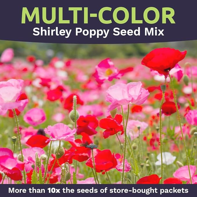 Shirley Poppy Seeds – Mixed Colors – Extra Large Packet – Over 200,000 Open Pollinated Non-GMO Wildflower Seeds – Papaver rhoeas