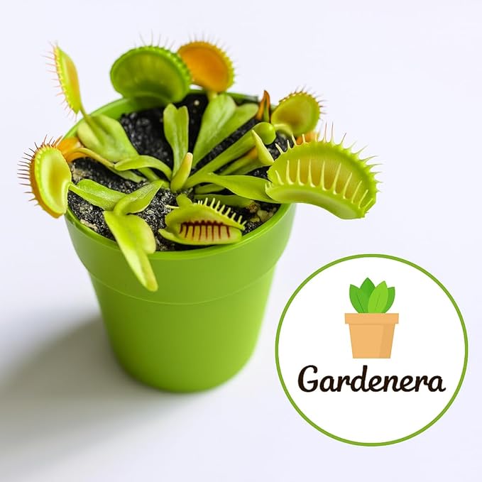 GARDENERA Sphagnum Moss Potting Mix for Carnivorous Plants, Moss and Perlite Blend for Potting Venus Fly Traps, Sarracenia, Pitcher Plants - 75% Sphagnum Moss + 25% Perlite - Made in USA - 3 Quart