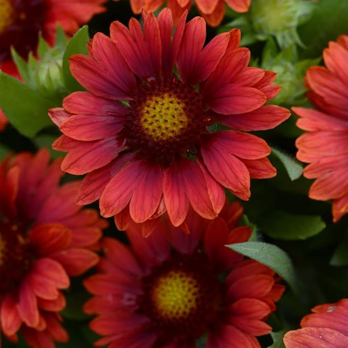 Outsidepride Gaillardia Grandiflora Mesa Red Blanket Seeds for Planting - 25 Pcs Perennial Flower Seeds, Heat & Drought Tolerant for Xeriscaping, Borders, & Small Garden Spaces