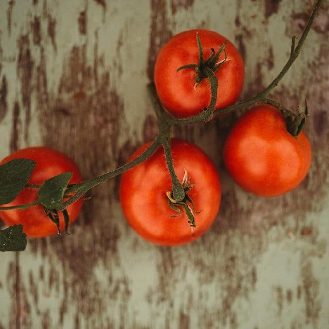 Perestroika Siberian Tomato - 50 Seeds - Russian Heirloom Variety, Great for Short Seasons and Cold Climates, Non-GMO Heirloom Tomato Seeds for Planting in The Home Garden, Thresh Seed Company