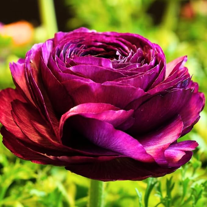 Pack 25 Ranunculus Bulbs for Planting, Purple Ranunculus Corms, Butterfly Ranunculus Flowers Bulbs to Grow, Peony Buttercup Ranunculus