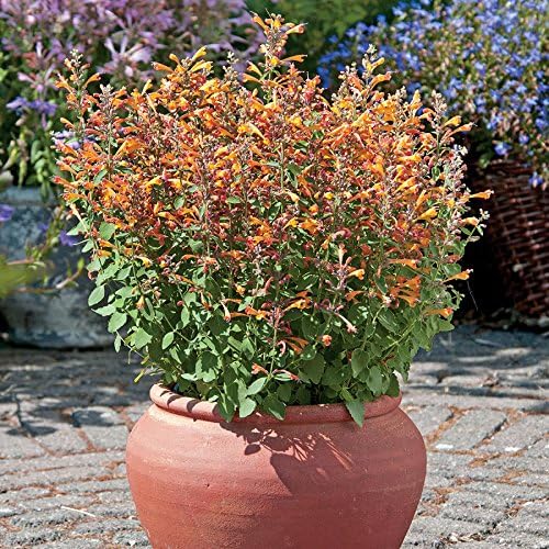 Park Seeds Mint Seeds, Varies of Fragrant Herb and Ornamental Garden Staple, Sandstone Hummingbird, Pack of 25
