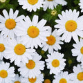 5000+ Chrysanthemum Shasta Daisy Flower Plant Seeds Outdoor -Perennial Chrysanthemum Seeds for Planting Flowers Non-GMO Heirloom
