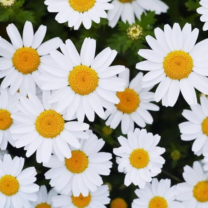 5000+ Chrysanthemum Shasta Daisy Flower Plant Seeds Outdoor -Perennial Chrysanthemum Seeds for Planting Flowers Non-GMO Heirloom