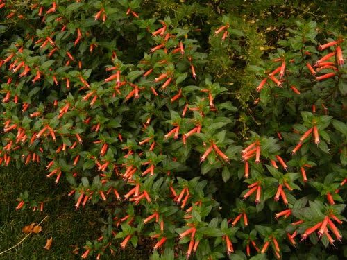 10 Firecracker Cigar Plant (Cigarette/Mexican Cigar) Cuphea Ignea Flower Seeds