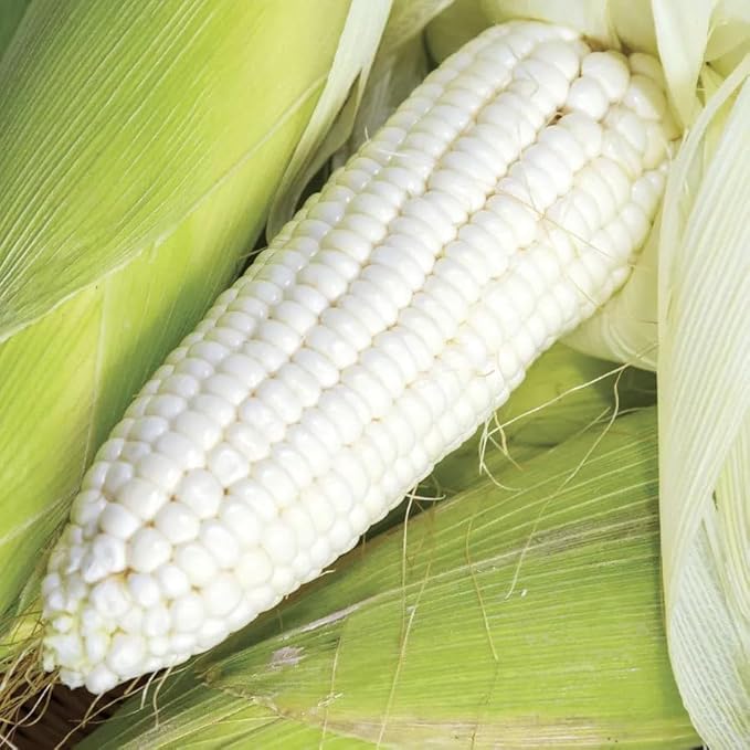 Park Seed Variety of Corn Seeds, Non-GMO Vegetable Seeds for Planting, Easy to Grow, Perfect for Harvesting, Silver Queen Hybrid, Pack of 200