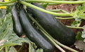 Black Beauty Zucchini Seeds 100 Count, COOL BEANS N SPROUTS Brand. Heirloom. Non-GMO. Home Gardening.