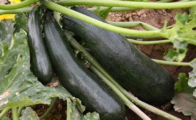 Black Beauty Zucchini Seeds 100 Count, COOL BEANS N SPROUTS Brand. Heirloom. Non-GMO. Home Gardening.