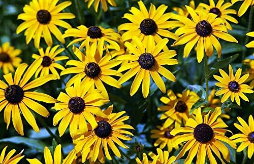 1000 Black-Eyed Susan Gloriosa Daisy Flower Seeds, Yellow, Biennial, Beautiful, Rudbeckia Hirta, from USA