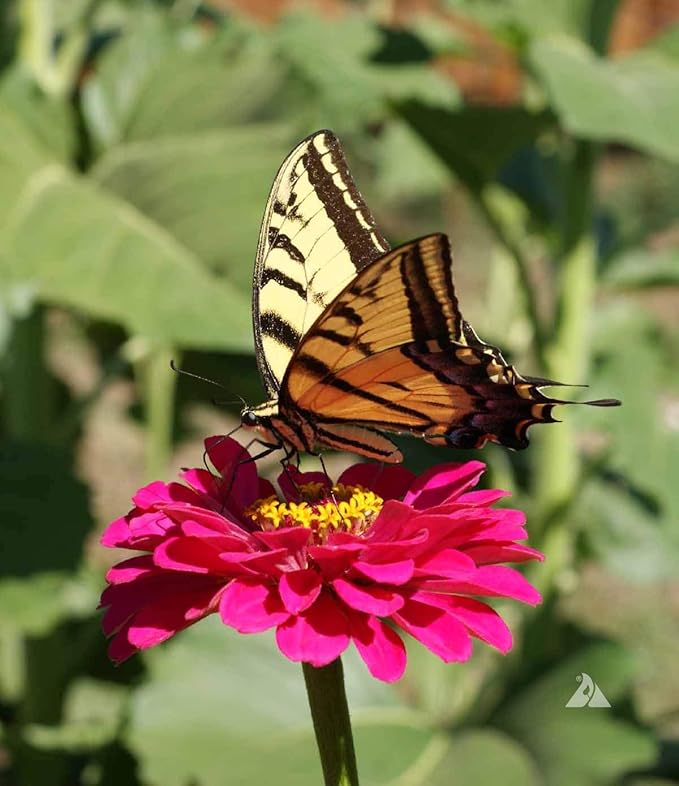 Gaea's Blessing Seeds - Zinnia Seeds - California Giants Seed Mix with Easy to Follow Planting Instructions Heirloom Non-GMO 91% Germination