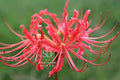Heirloom Red Spider Lily (Lycoris Radiata) Bulbs, Fall Blooming Perennial, Perfect for Southern Climates, Pack of 10 Bulbs by The Southern Bulb Company