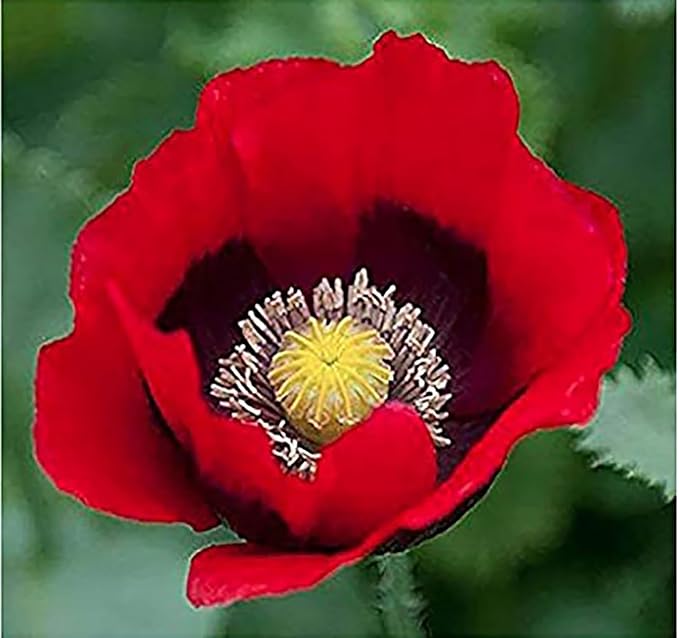 Red Pepper Box Poppy Seeds - Tall Red Poppy, Black Centers - Annuals