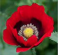 Red Pepper Box Poppy Seeds - Tall Red Poppy, Black Centers - Annuals