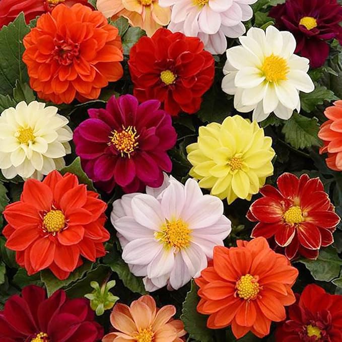KIRA SEEDS - Seeds Double Dahlia Mix - Annual Flowers for Planting - GMO Free