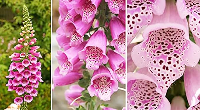 Foxglove Seeds - Common Foxglove Wildflower - Digitalis Purpurea - Approximately 10,000 Fine Seeds
