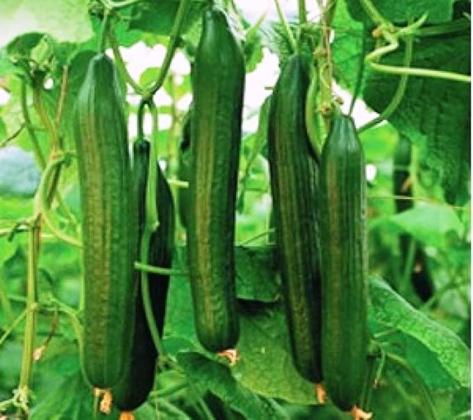 10+ Seeds Cucumber Chinese Miracle - Vegetable Open-Pollinated