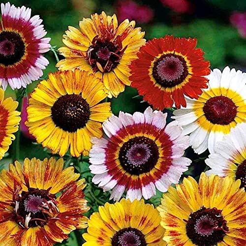 Seeds Multicolor Painted Daisy 100+ Seeds for Planting Chrysanthemum Rainbow Mix Annual