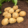 Yukon Potato Seeds, 60 True Potato Seeds Vegetable Heirloom for Growing
