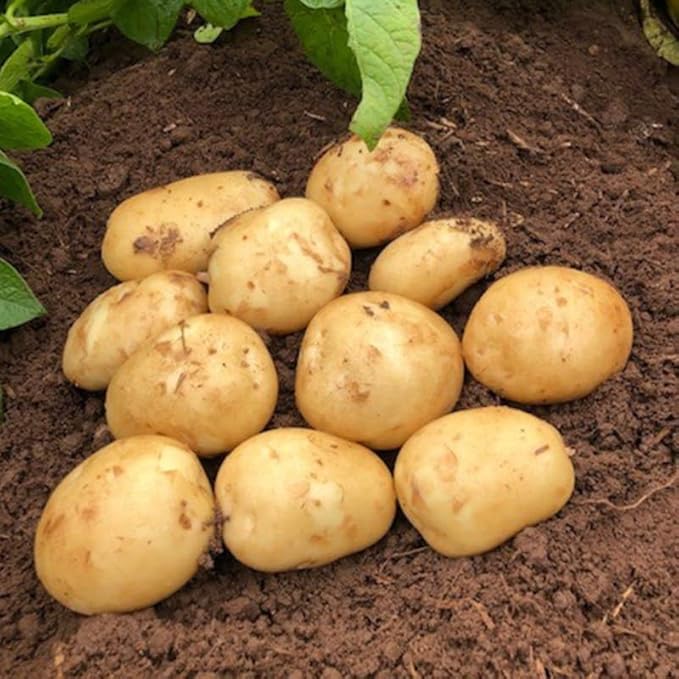 Yukon Potato Seeds, 60 True Potato Seeds Vegetable Heirloom for Growing