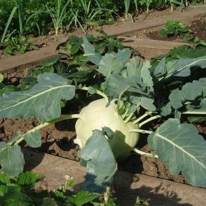 Seeds Kohlrabi Cabbage Giant Biennial Vegetable for Planting