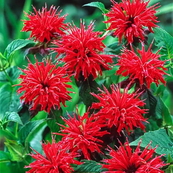 1000+ Seed Bee Balm Seeds for Planting Outdoor - Heirloom Non-GMO Ornamental Bee Balm Plant Beautiful Perennial Flower Seeds in Your Home Garden