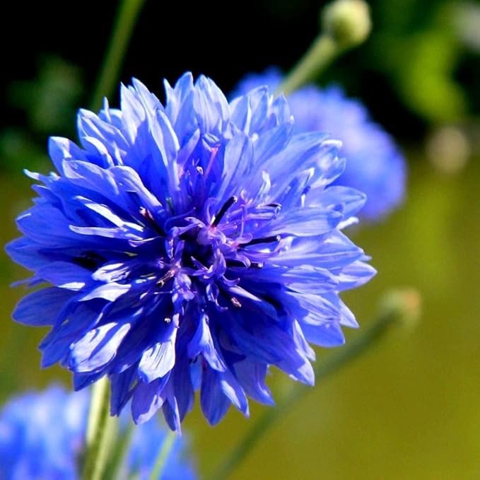 Blue Cornflower 300 Seeds for Planting Bachelor’s Buttons Boutonniere Flower Non-GMO